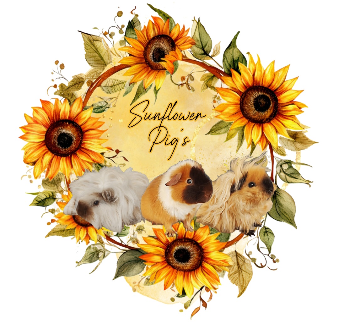 Sunflower Pig’s